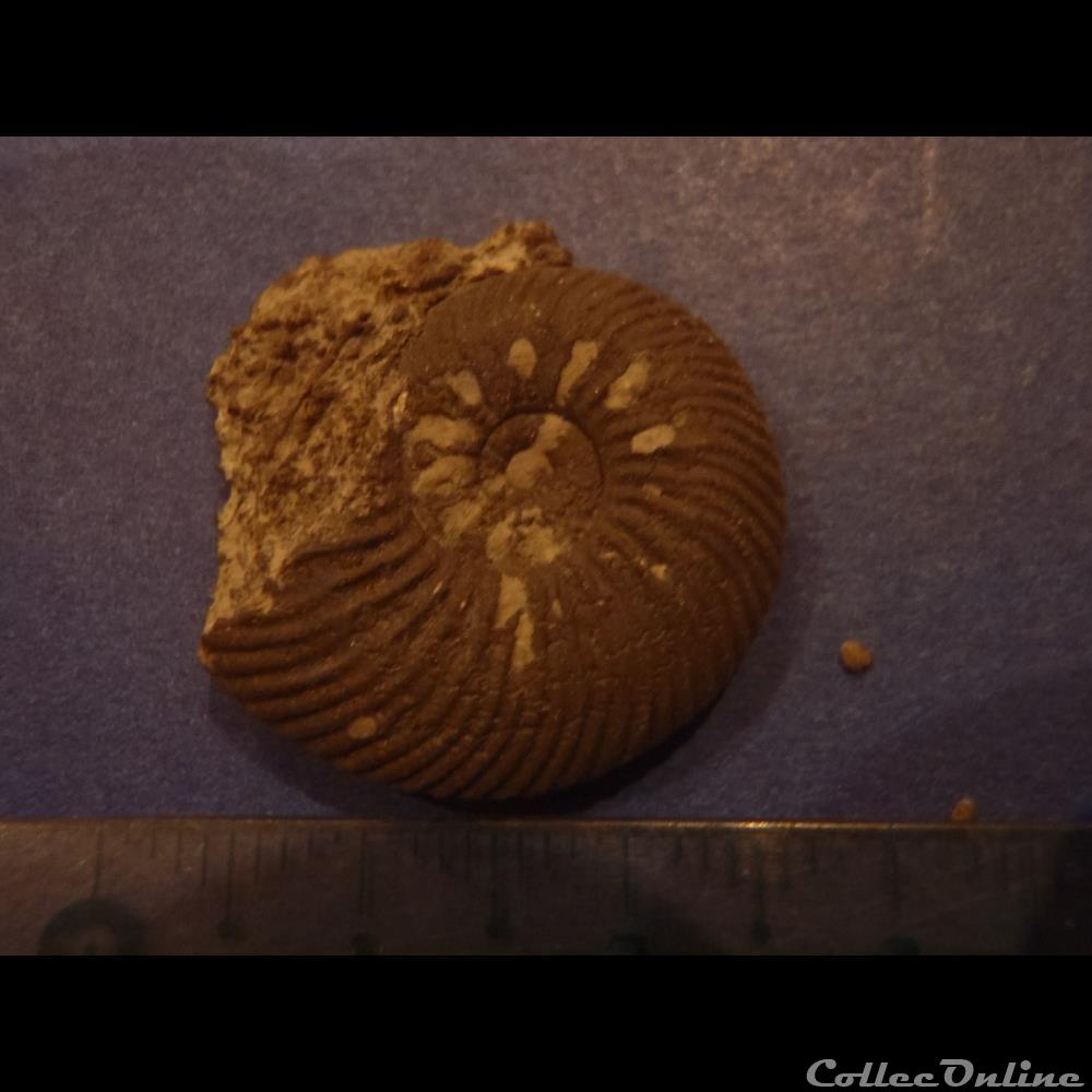Indéterminé 2 coquillage fossile indetermine