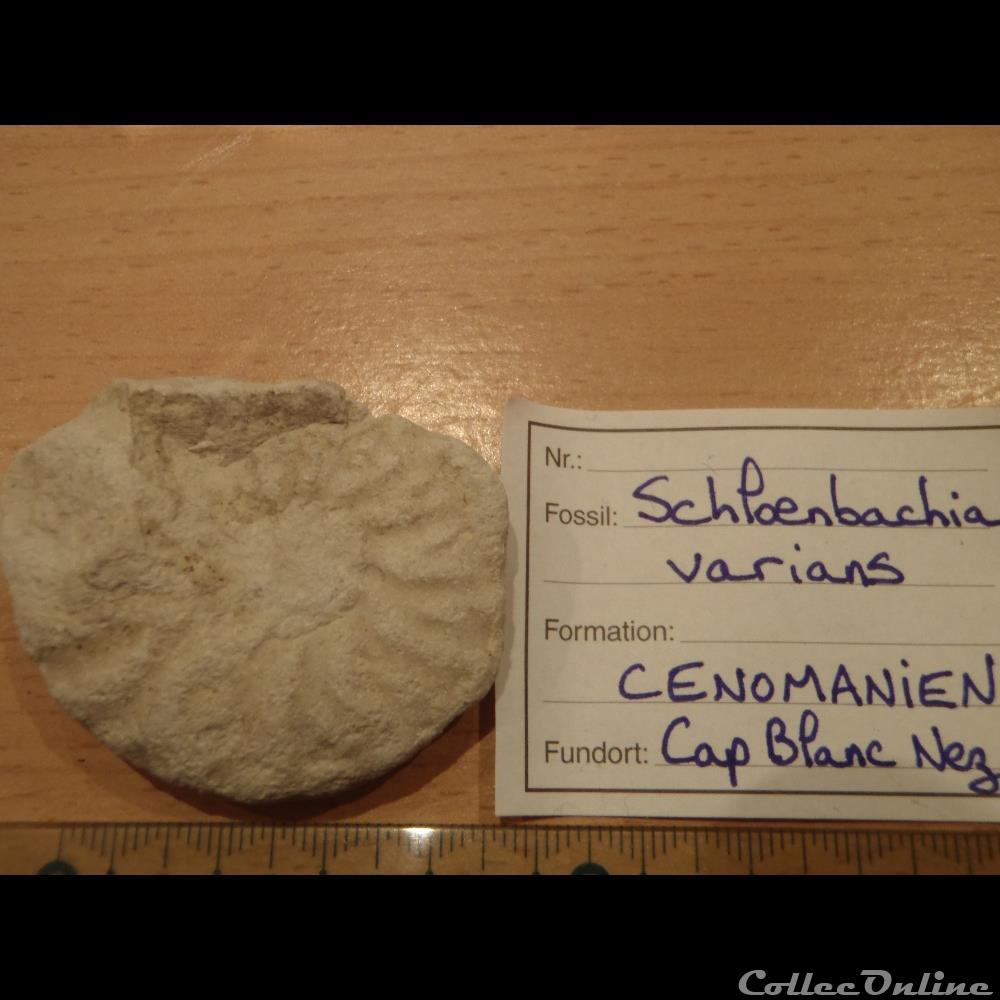 coquillage fossile invertebre schloenbachia varians