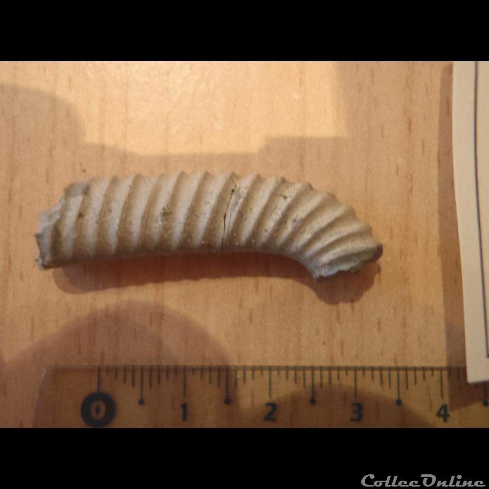 Hamites intermedus 3 coquillage fossile hamites intermedus