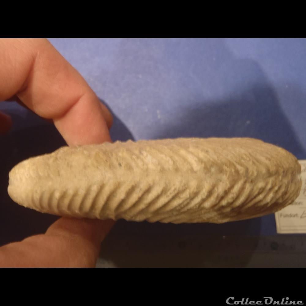 coquillage fossile parkinsonia parkinsoni