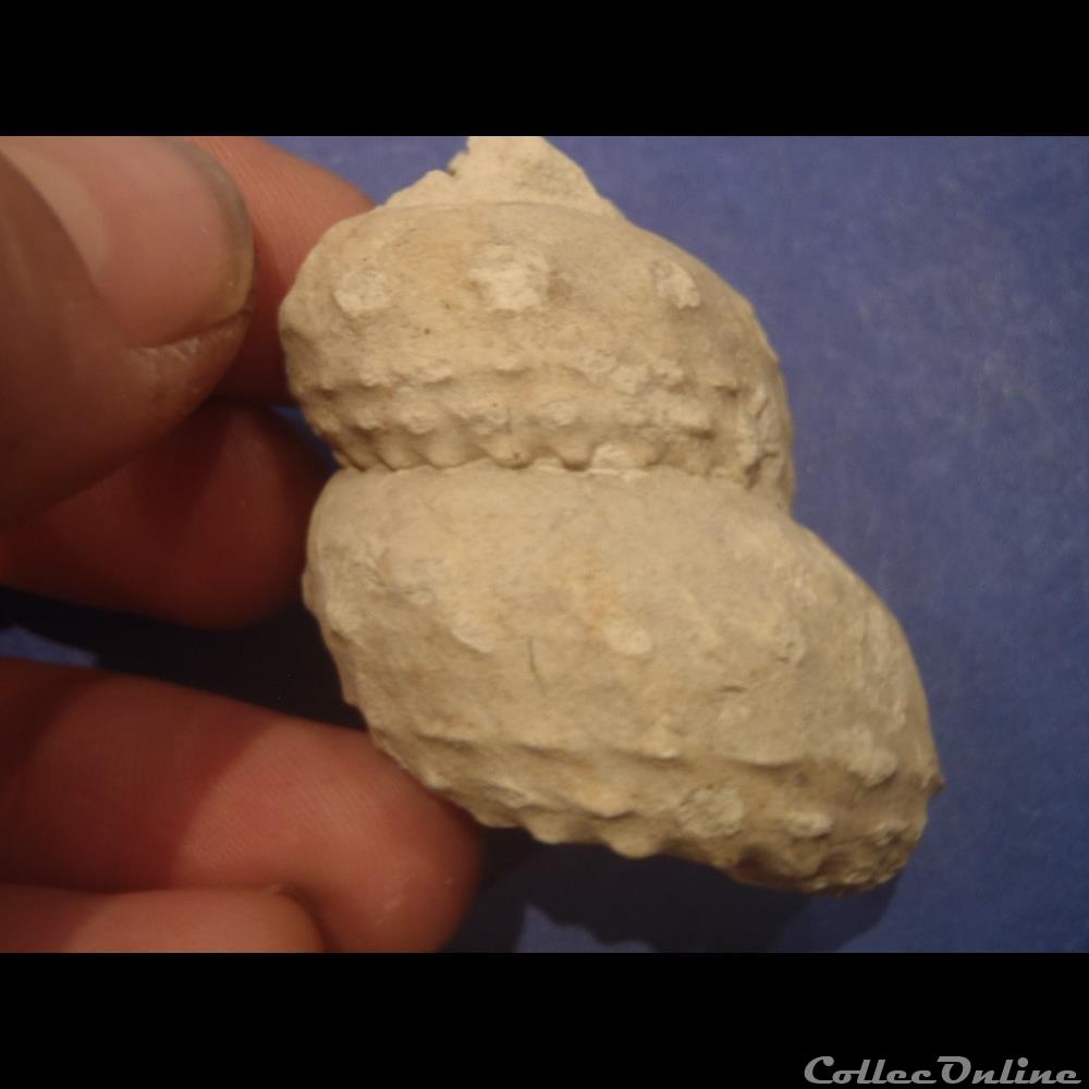 coquillage fossile invertebre turrilites sp