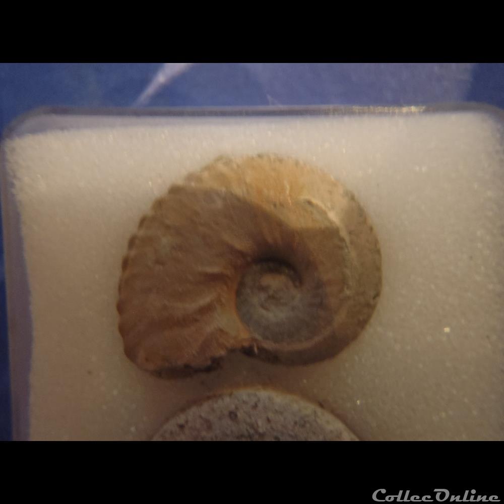 coquillage fossile invertebre anahoplites