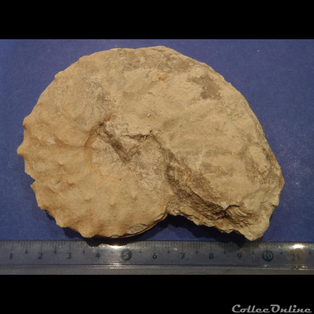 Schloenbachia varians 3 coquillage fossile invertebre schloenbachia varians