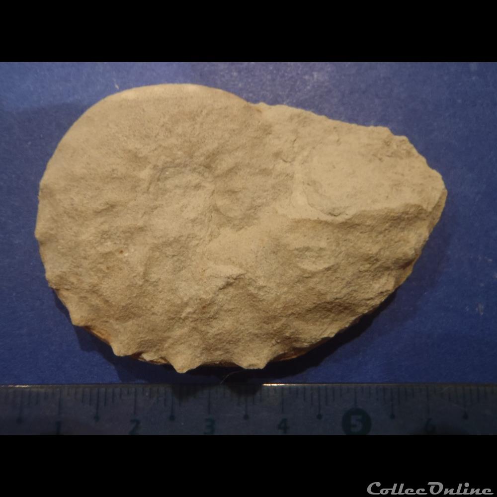 Schloenbachia varians 3 coquillage fossile invertebre schloenbachia varians