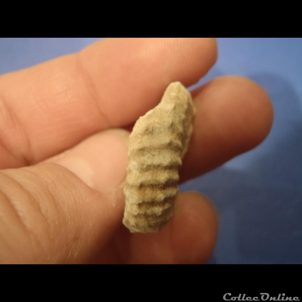 Mantelliceras mantelli 2 coquillage fossile invertebre mantelliceras mantelli