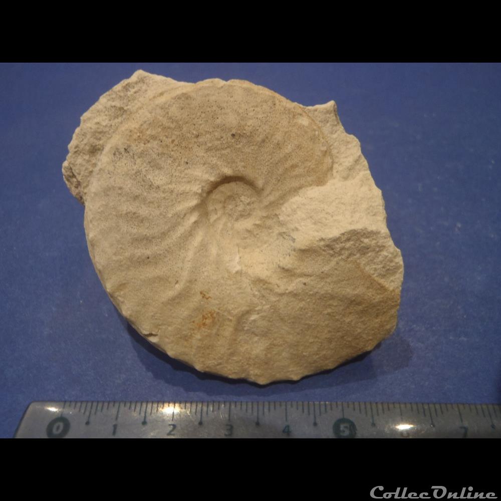 Schloenbachia varians 3 coquillage fossile invertebre schloenbachia varians