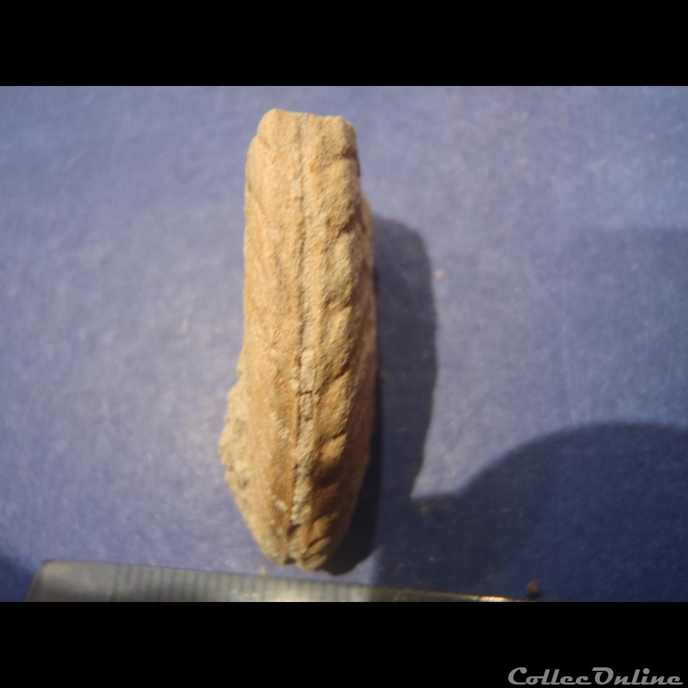 Hyphoplites falcatus coquillage fossile invertebre hyphoplites falcatus
