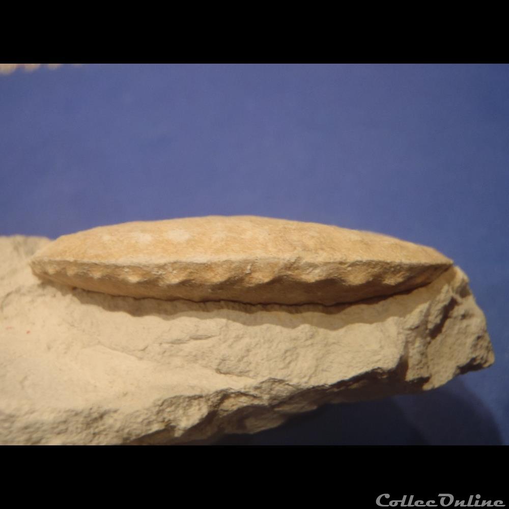 Schloenbachia varians 3 coquillage fossile invertebre schloenbachia varians