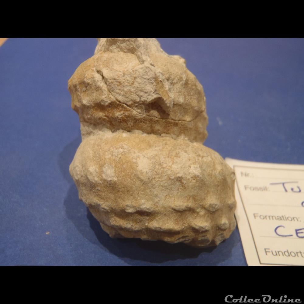 Turrilites acutus coquillage fossile invertebre turrilites acutus