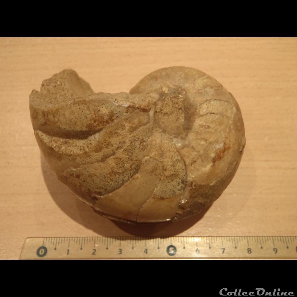 Nautile indéterminé coquillage fossile invertebre nautile indetermine
