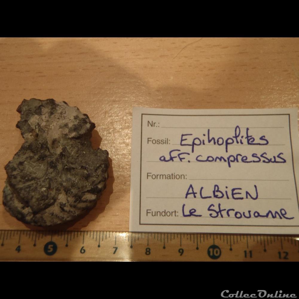 coquillage fossile invertebre epihoplites aff compressus