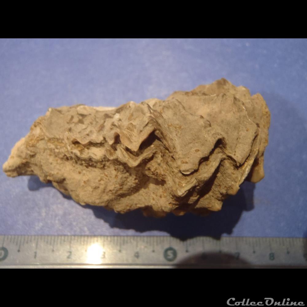 Lopha marshii coquillage fossile invertebre lopha marshii