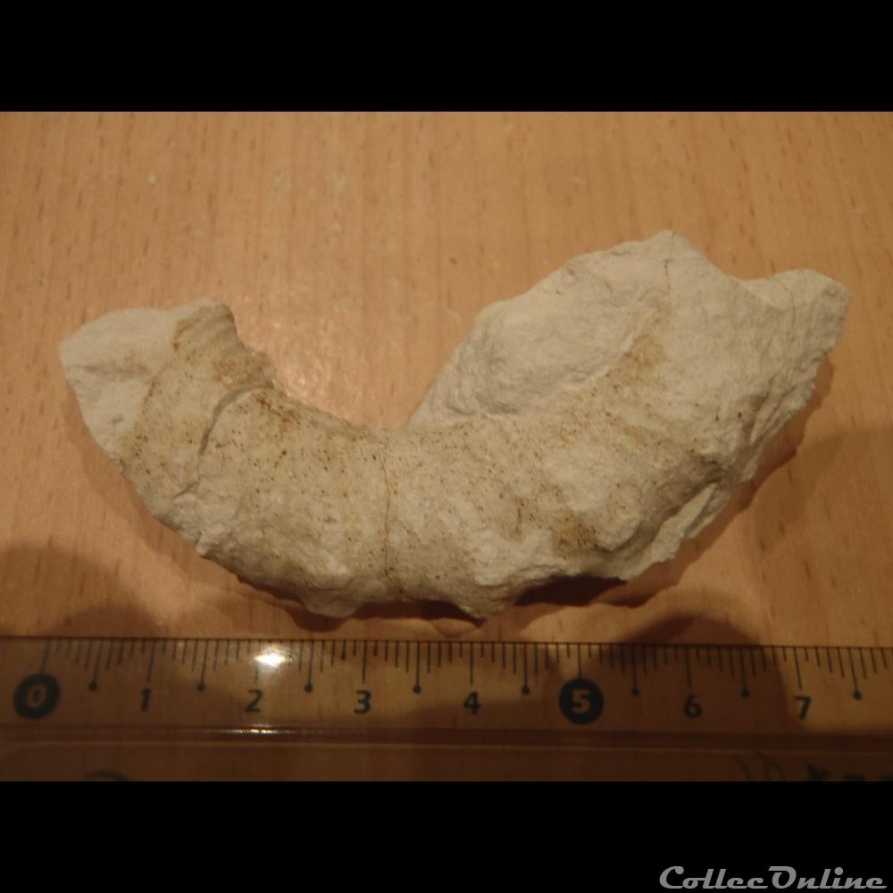 Ammonite hétéromorphe indéterminée coquillage fossile ammonite heteromorphe indeterminee