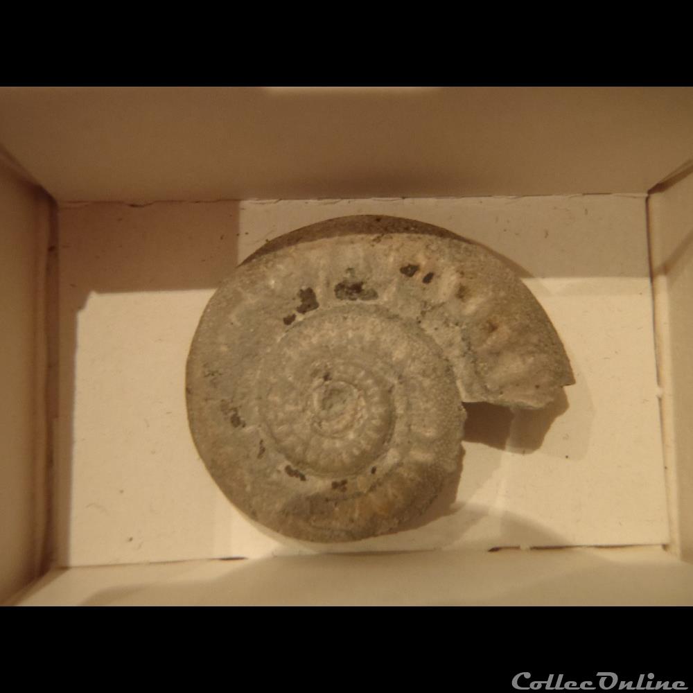 nummocalcar fittoni coquillage fossile invertebre nummocalcar fittoni
