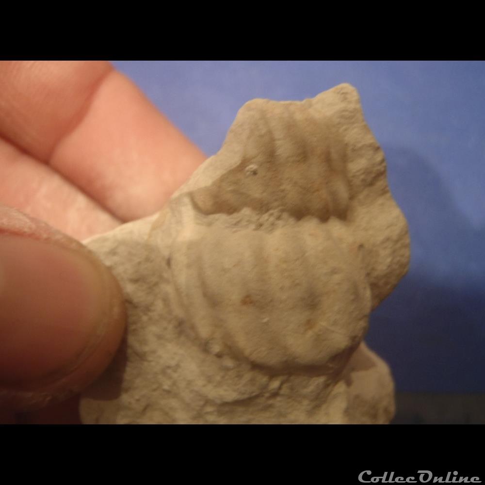 Turrilites sp. coquillage fossile turrilites sp