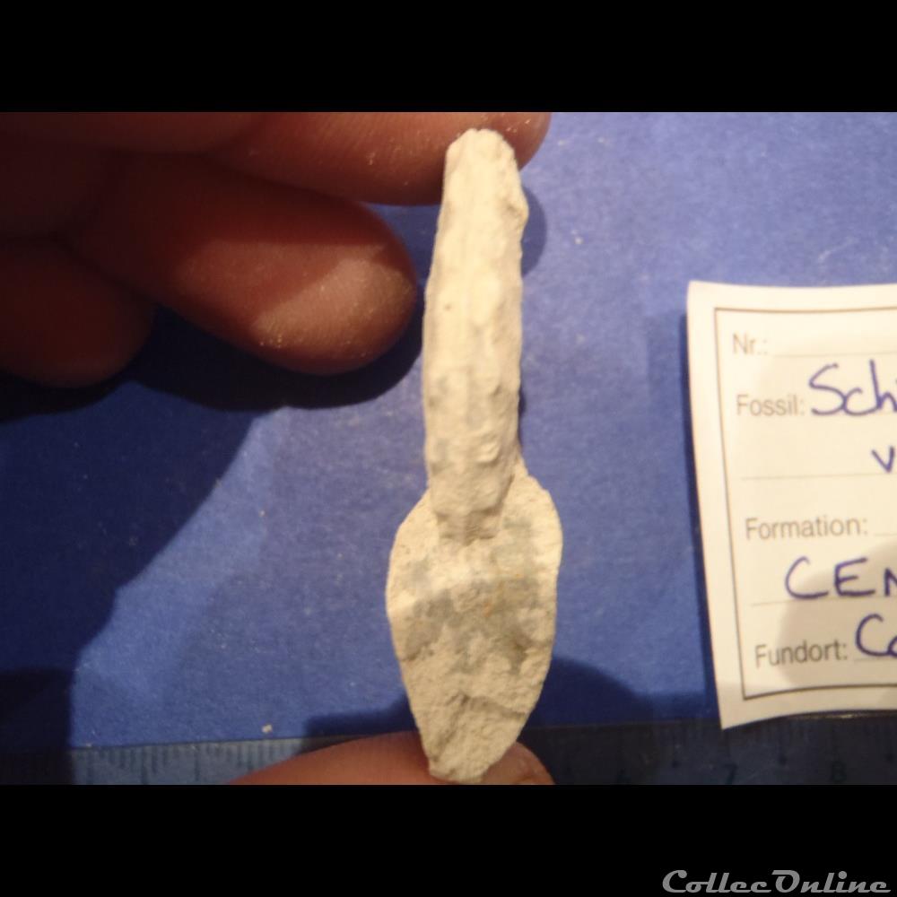 Schloenbachia varians coquillage fossile invertebre schloenbachia varians