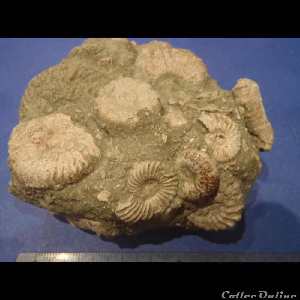 coquillage fossile invertebre bloc divers