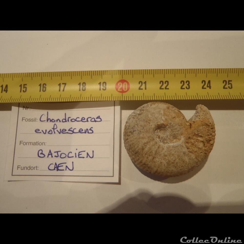 Chondroceras evolvescens coquillage fossile chondroceras evolvescens