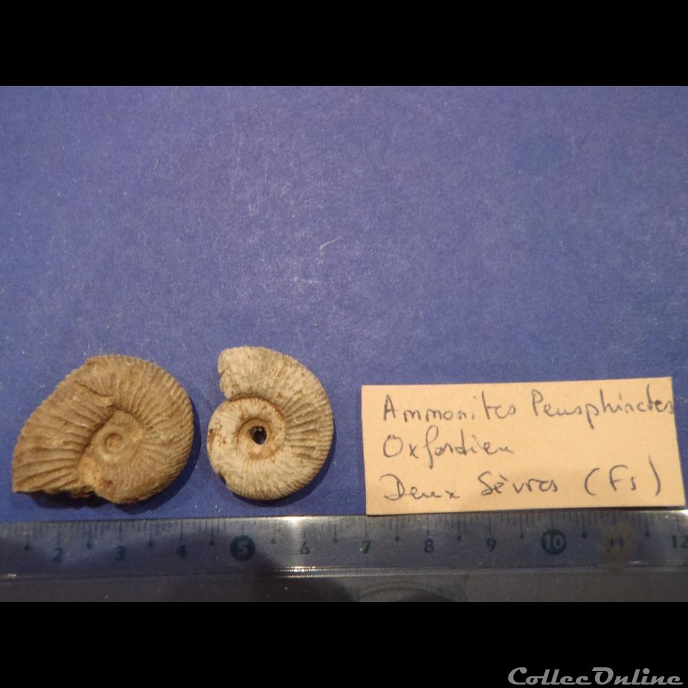 Perisphinctes sp. coquillage fossile invertebre perisphinctes sp