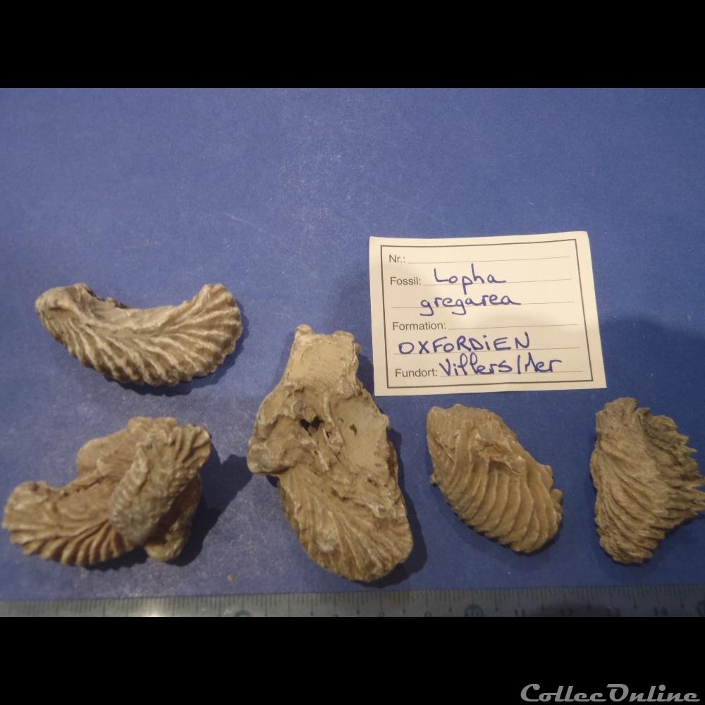 Lopha gregarea coquillage fossile invertebre lopha gregarea