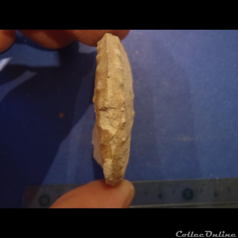 Schloenbachia varians 3 coquillage fossile invertebre schloenbachia varians