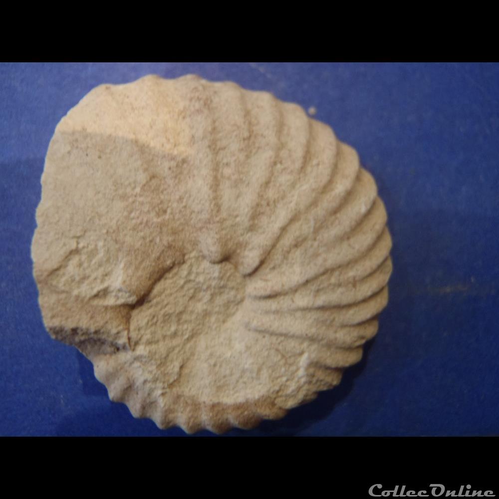Indéterminé 3 coquillage fossile invertebre indetermine