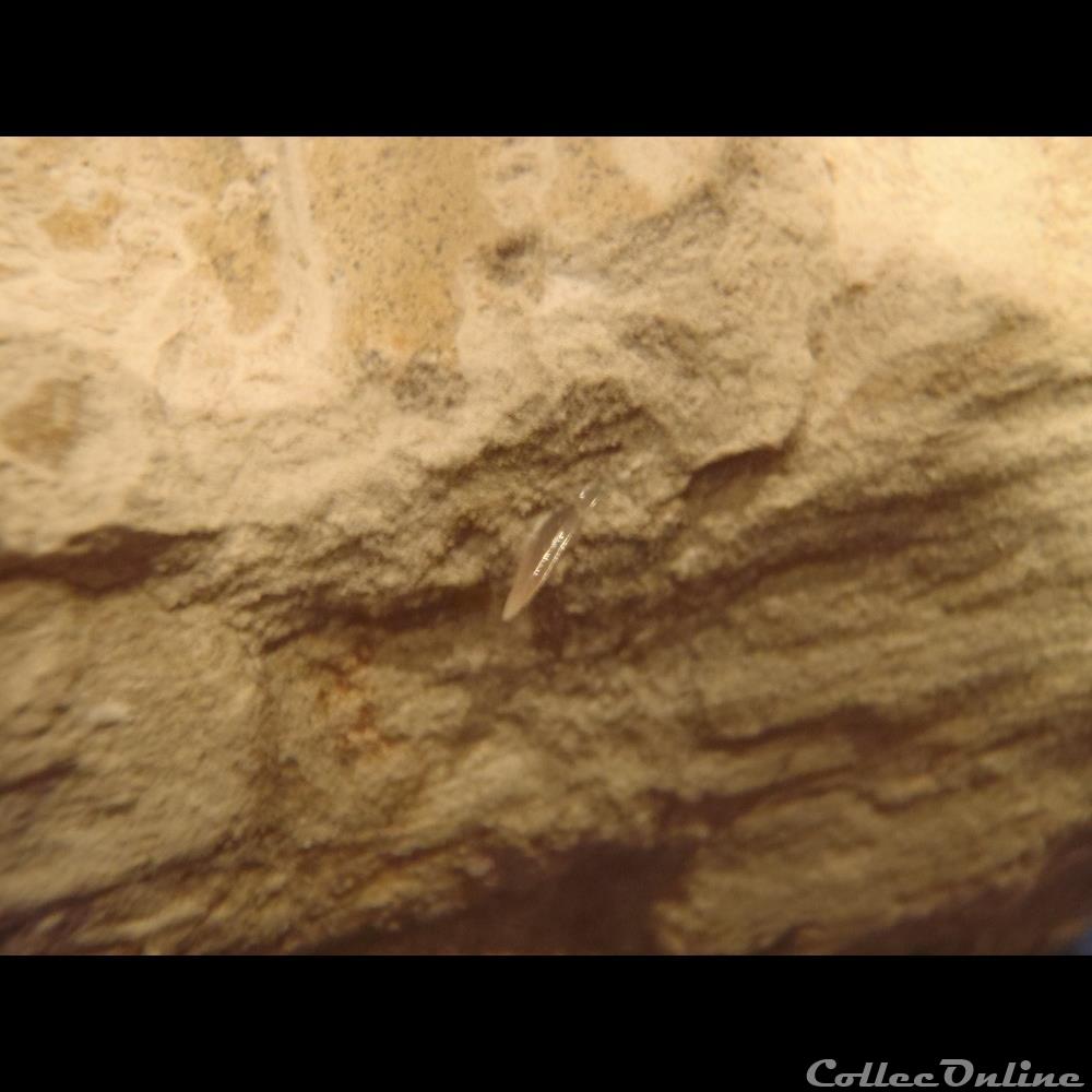 Calycocéras 3 coquillage fossile invertebre calycoceras