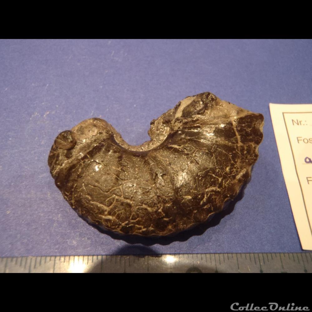 coquillage fossile invertebre anahoplites aff splendens