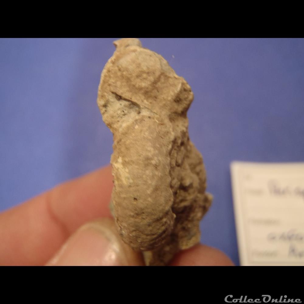 Perisphinctes sp. 2 coquillage fossile invertebre perisphinctes sp