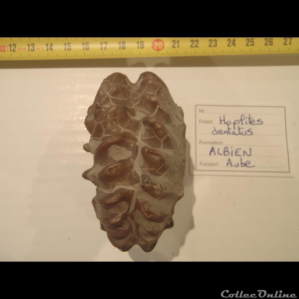 Hoplites sp. 2 coquillage fossile invertebre hoplites sp