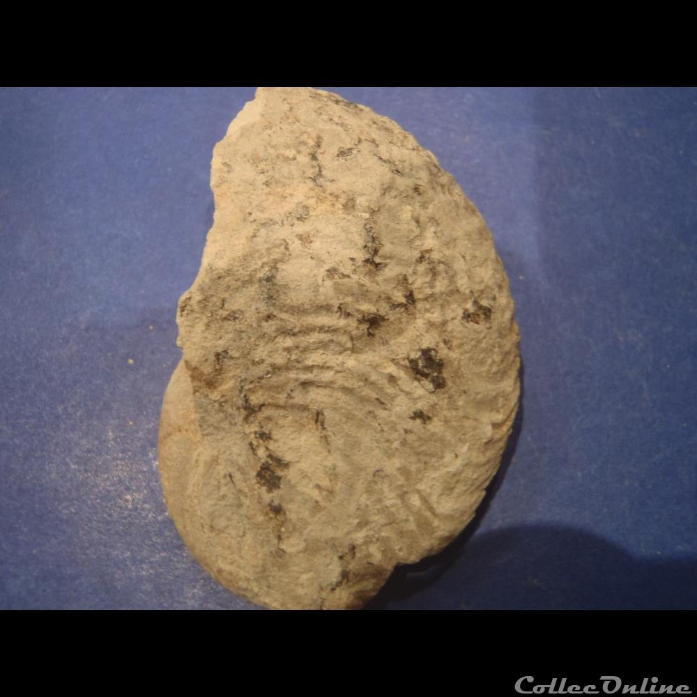 coquillage fossile invertebre cymatoceras
