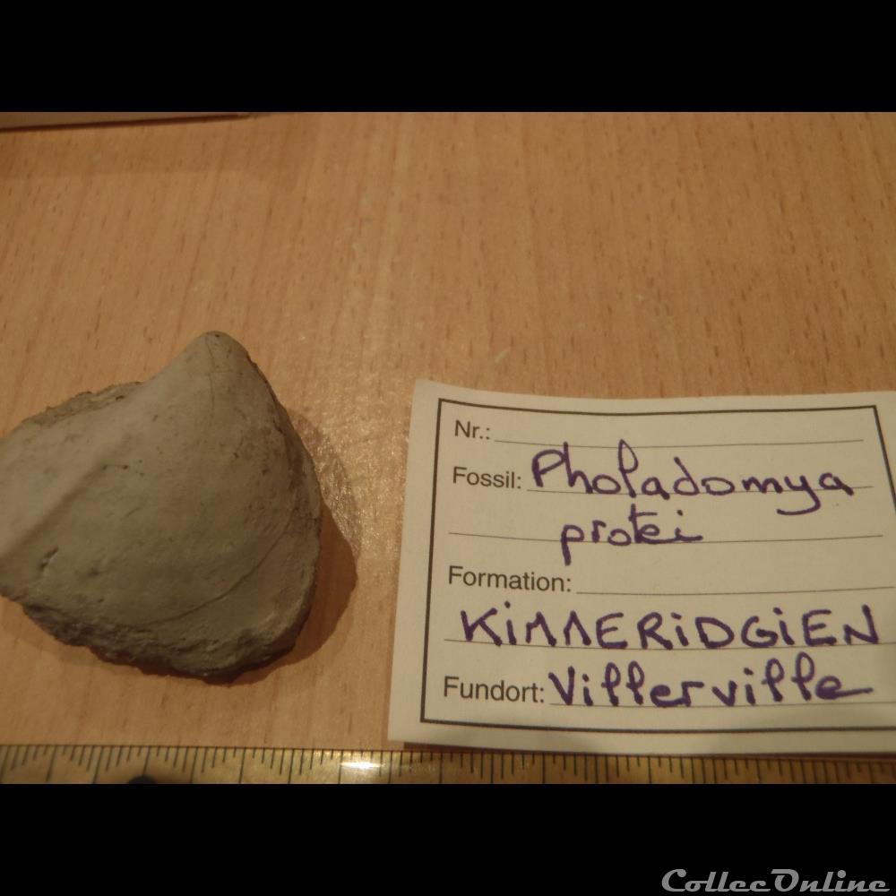 Pholadomya protei coquillage fossile pholadomya protei