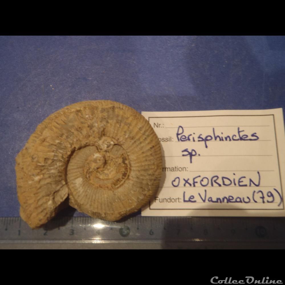 Perisphinctes sp. coquillage fossile invertebre perisphinctes sp
