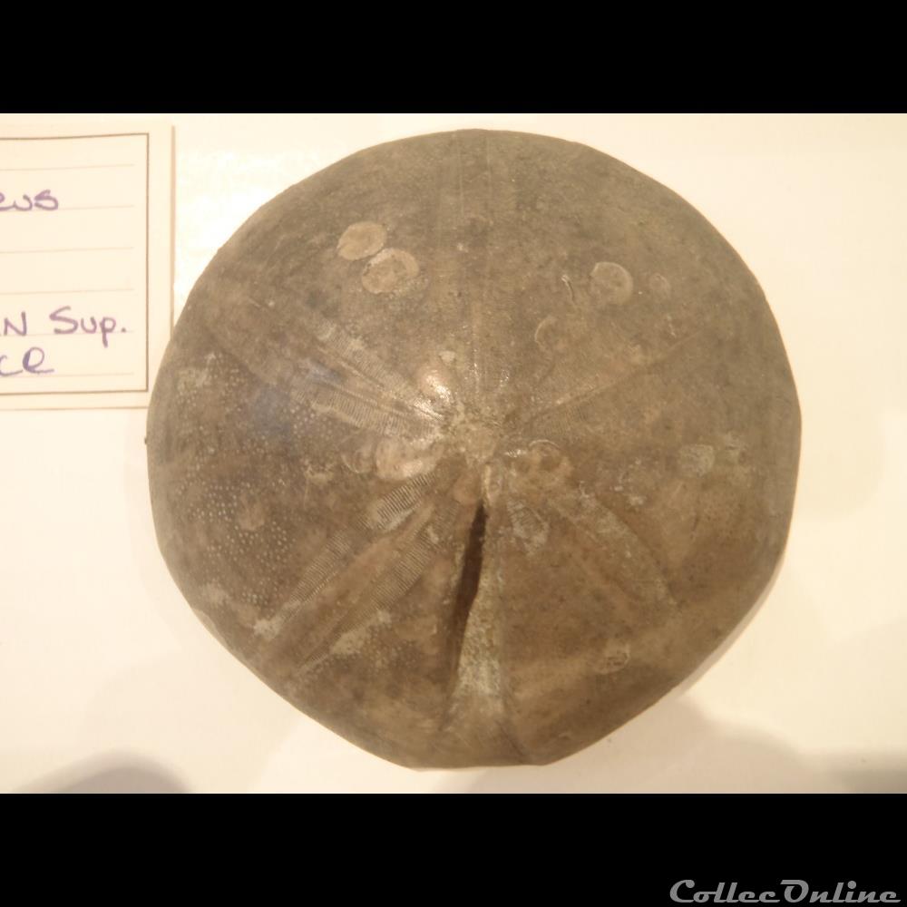 Clypeus plotii coquillage fossile clypeus plotii