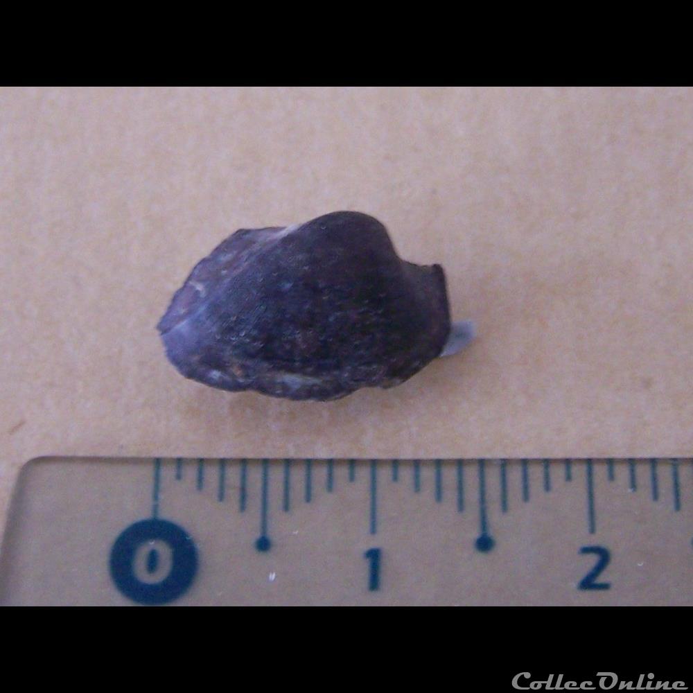 bivalves indéterminés 2 coquillage fossile invertebre bivalves indetermines