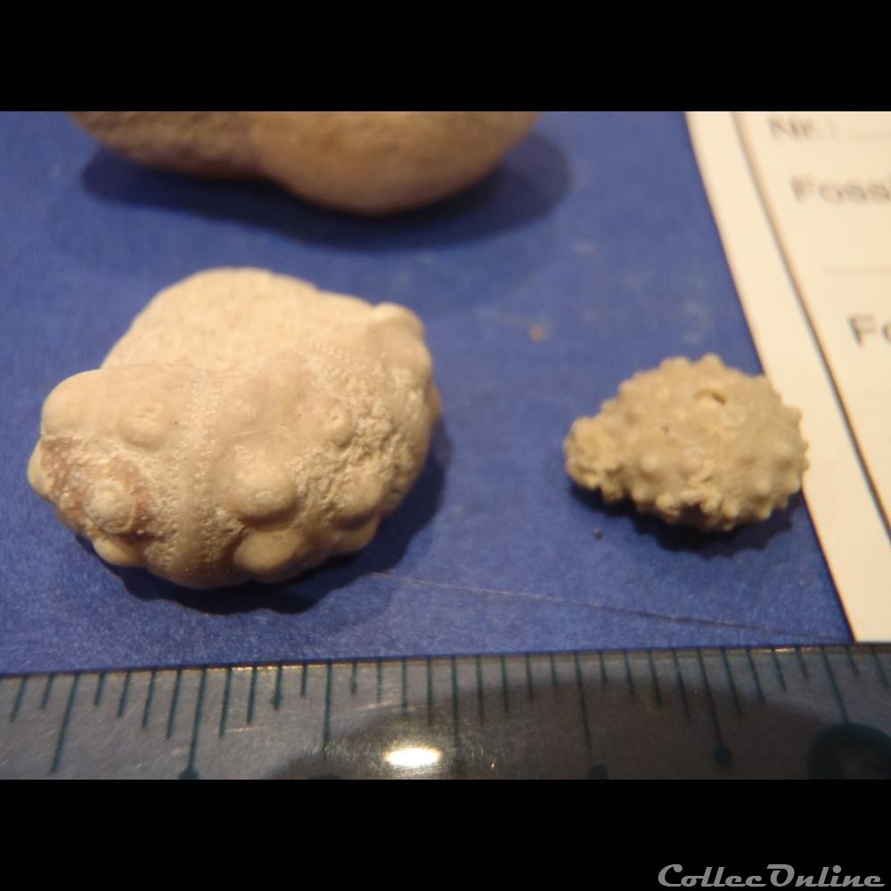 Rhabdocidaris capeoides 2 coquillage fossile invertebre rhabdocidaris capeoides