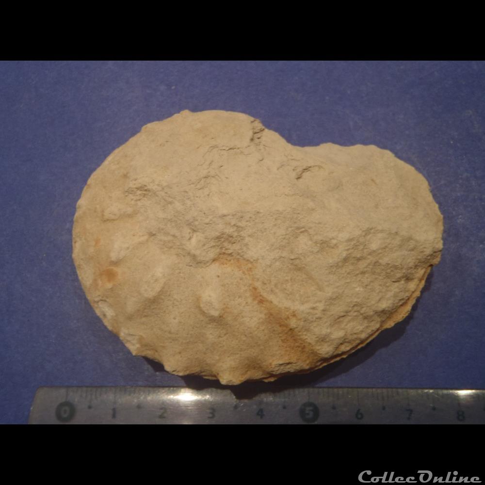 Schloenbachia varians 2 coquillage fossile schloenbachia varians