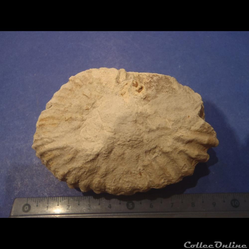 Mantelliceras mantelli coquillage fossile invertebre mantelliceras mantelli