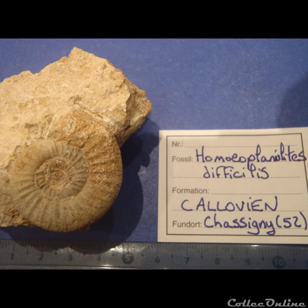 coquillage fossile homoeoplanulites difficilis