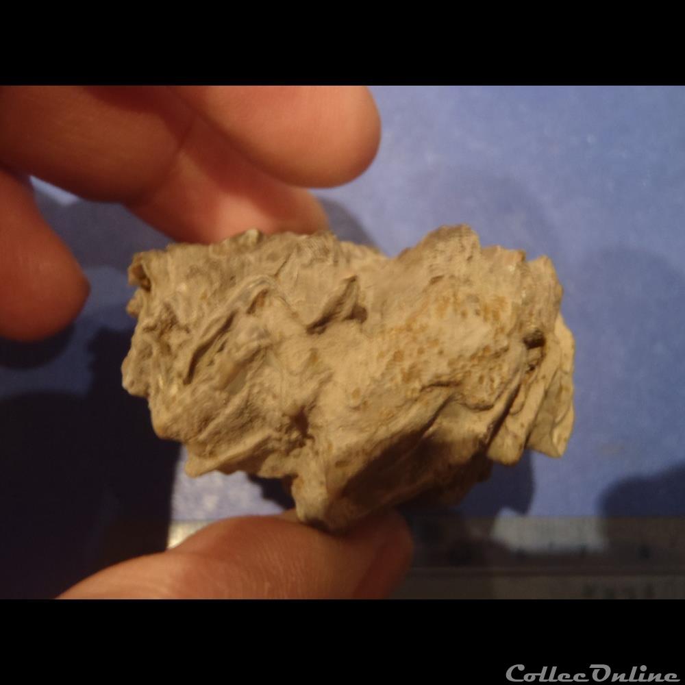 Lopha marshii 4 coquillage fossile invertebre lopha marshii