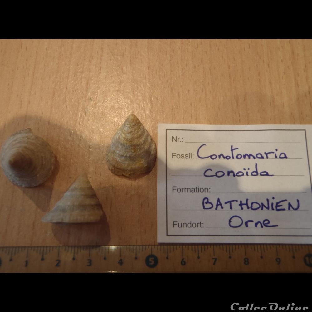 Conotomaria conoïda coquillage fossile invertebre conotomaria conoida
