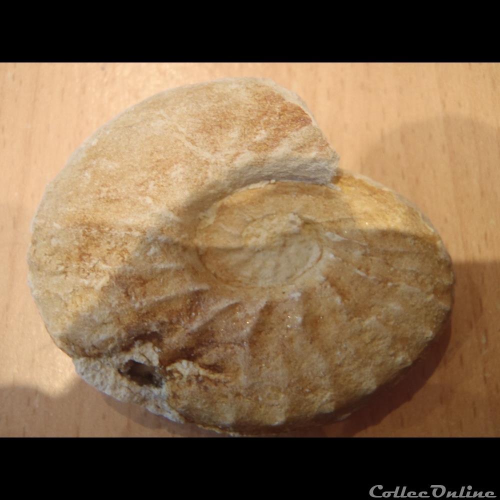 Schloenbachia varians 2 coquillage fossile invertebre schloenbachia varians