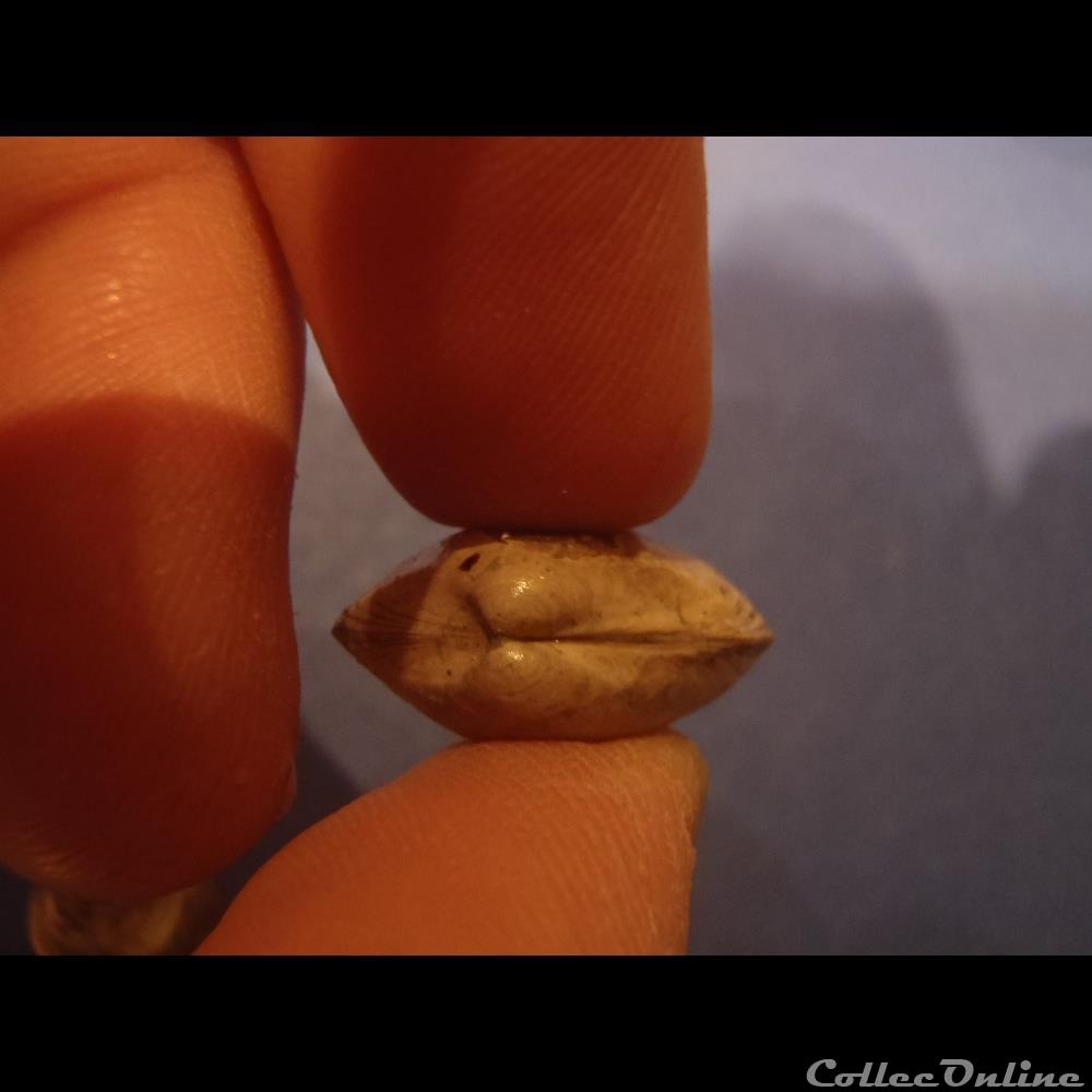Nuculana ovata coquillage fossile invertebre nuculana ovata