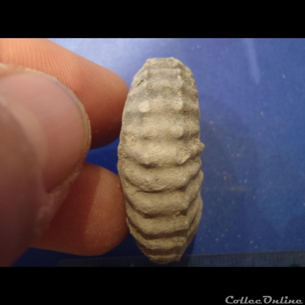 Mantelliceras mantelli coquillage fossile mantelliceras mantelli