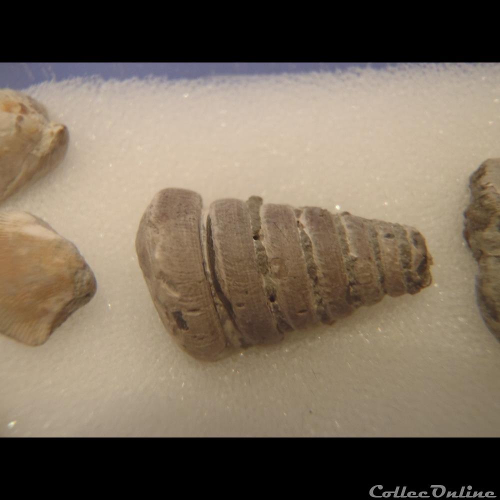 Divers 2 coquillage fossile invertebre divers