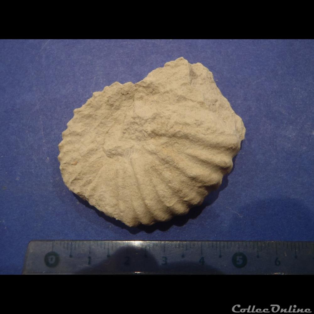 Mantelliceras mantelli coquillage fossile mantelliceras mantelli