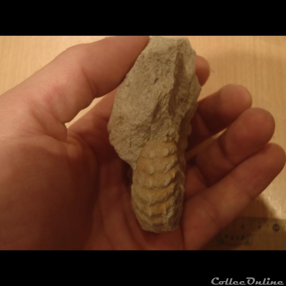 Mantelliceras mantelli 3 coquillage fossile invertebre mantelliceras mantelli