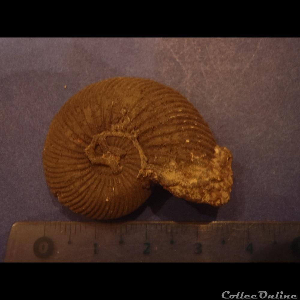 coquillage fossile invertebre indetermine