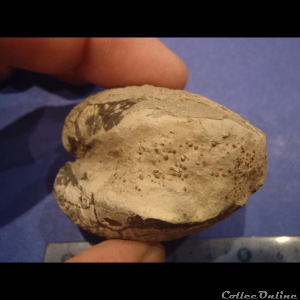 coquillage fossile bivalve indetermine