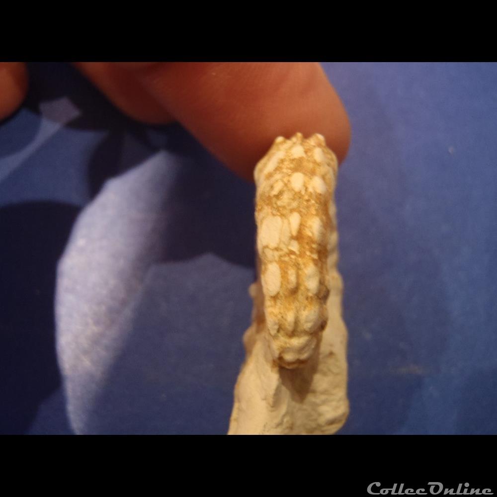 coquillage fossile invertebre acanthoceras